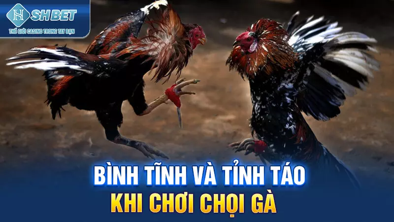 Bình tĩnh và tỉnh táo khi chơi chọi gà