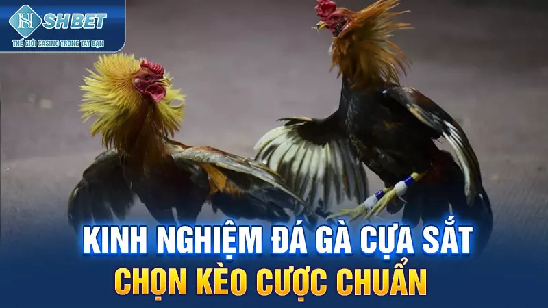 Kinh nghiệm đá gà cựa sắt - chọn kèo cược chuẩn