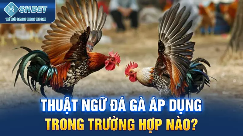 Thuật ngữ đá gà áp dụng trong trường hợp nào?